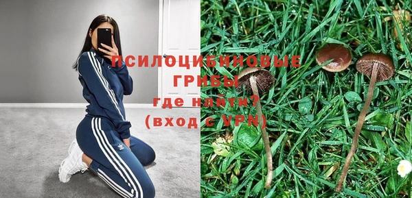 прущие грибы Гусиноозёрск